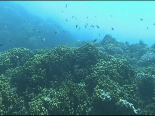 Telexornal - Galicia - A CE pecha 94 zonas á pesca de fondo para protexer ecosistemas vulnerables