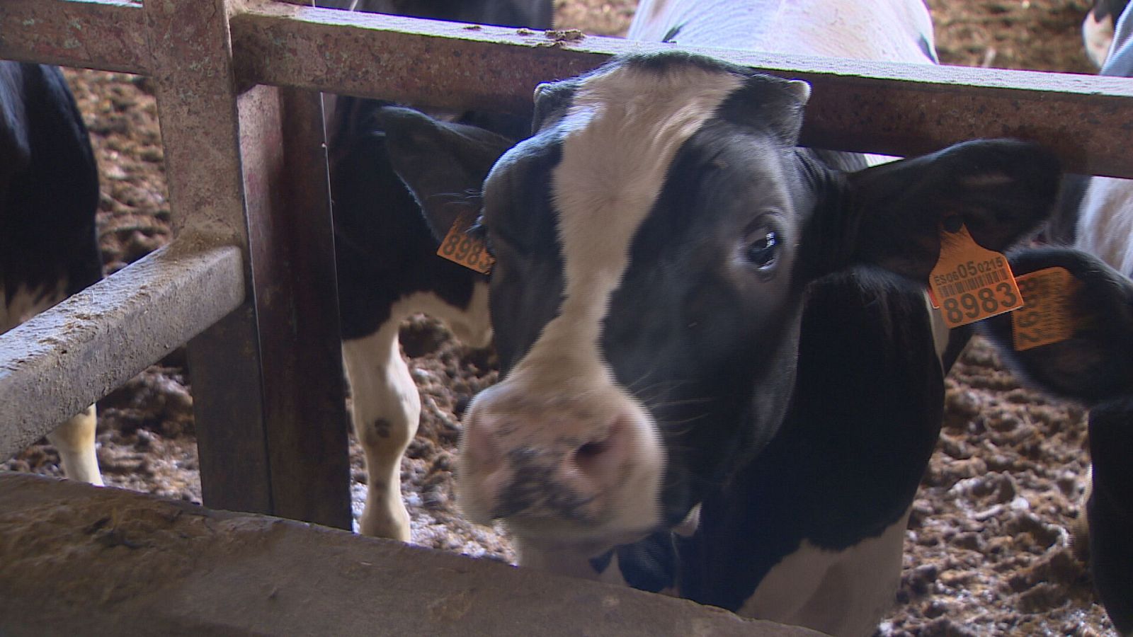 Agricultores y ganaderos de Canarias aseguran que el trabajo les está costando dinero | Ver