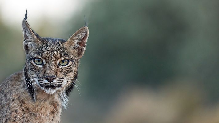 Telediario Fin de Semana - El lince ibérico ya no está en peligro crítico de extinción
