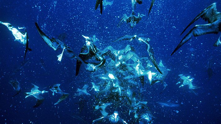 Planeta azul - Océanos infinitos