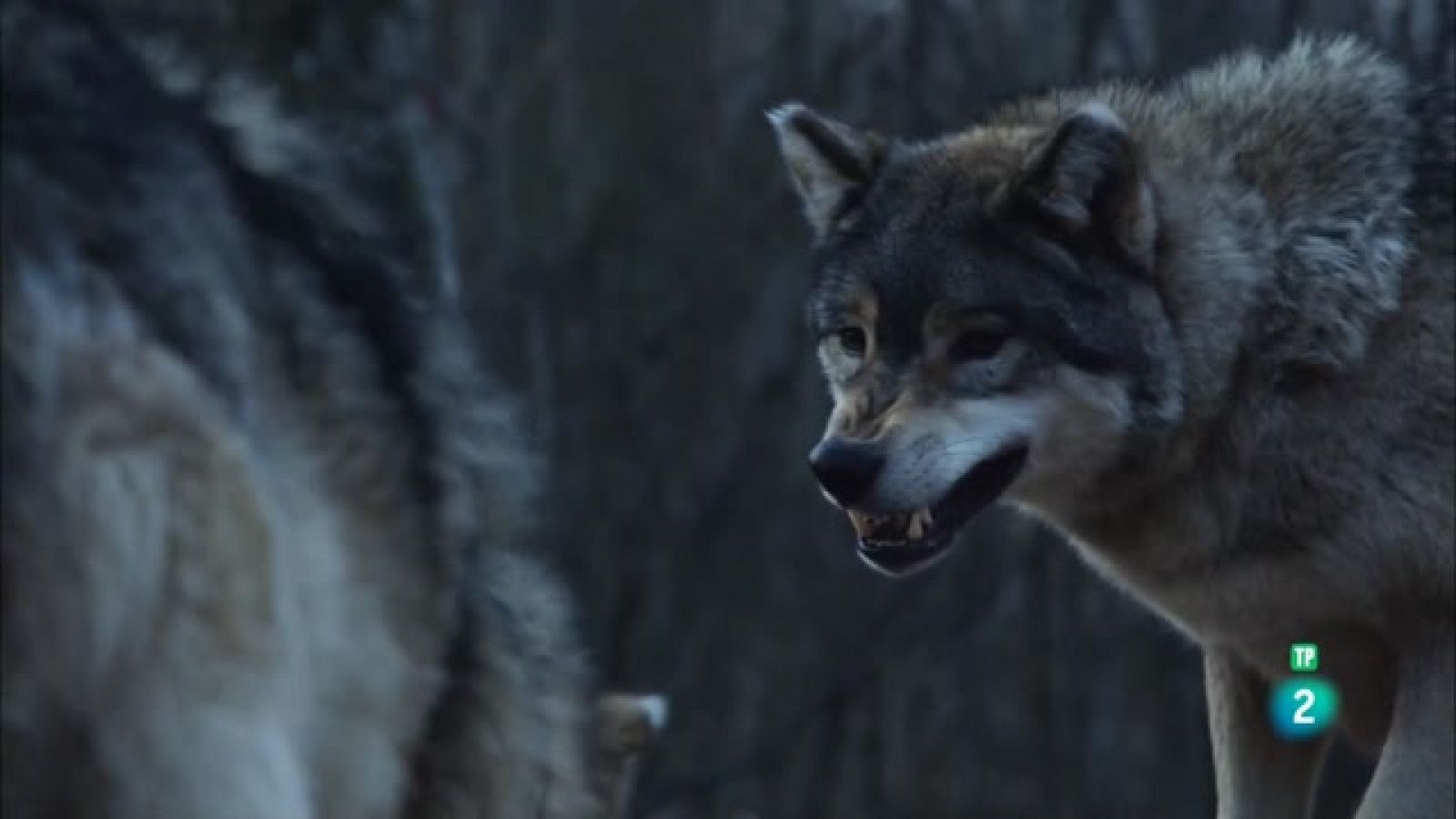 Som Documentals - Viure amb els llops