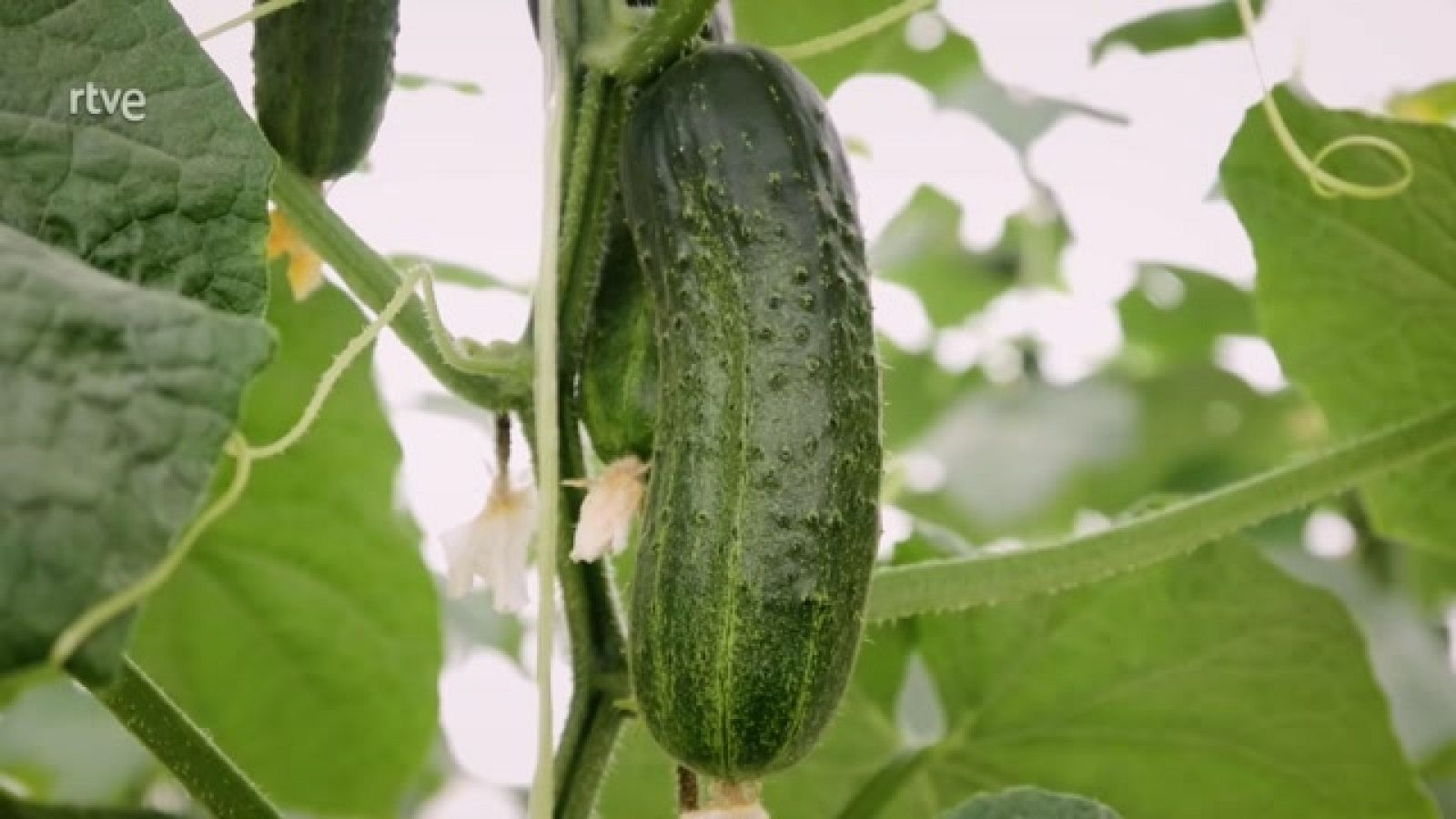 Aquí la Tierra - La cosecha del pepino