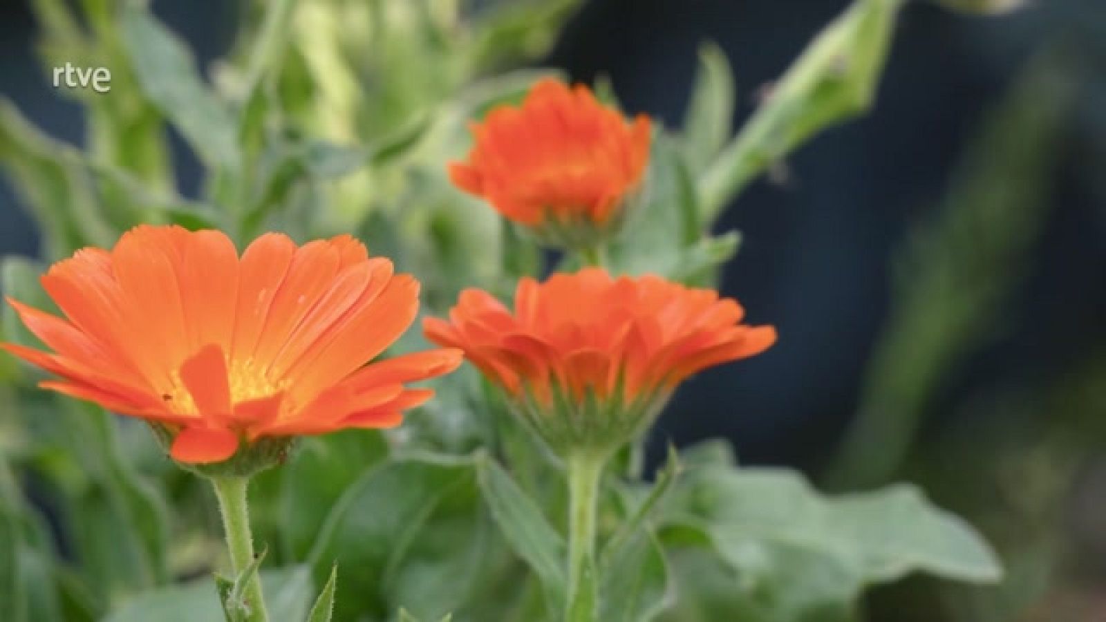 Aquí la Tierra - Las infusiones que ayudan a dormir