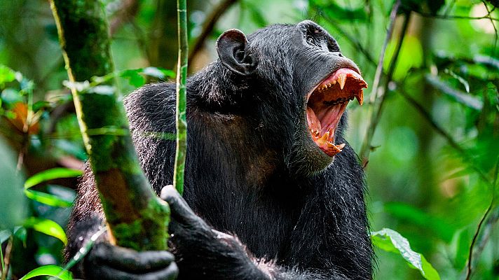 Sobrevivir en la naturaleza - Planes de batalla