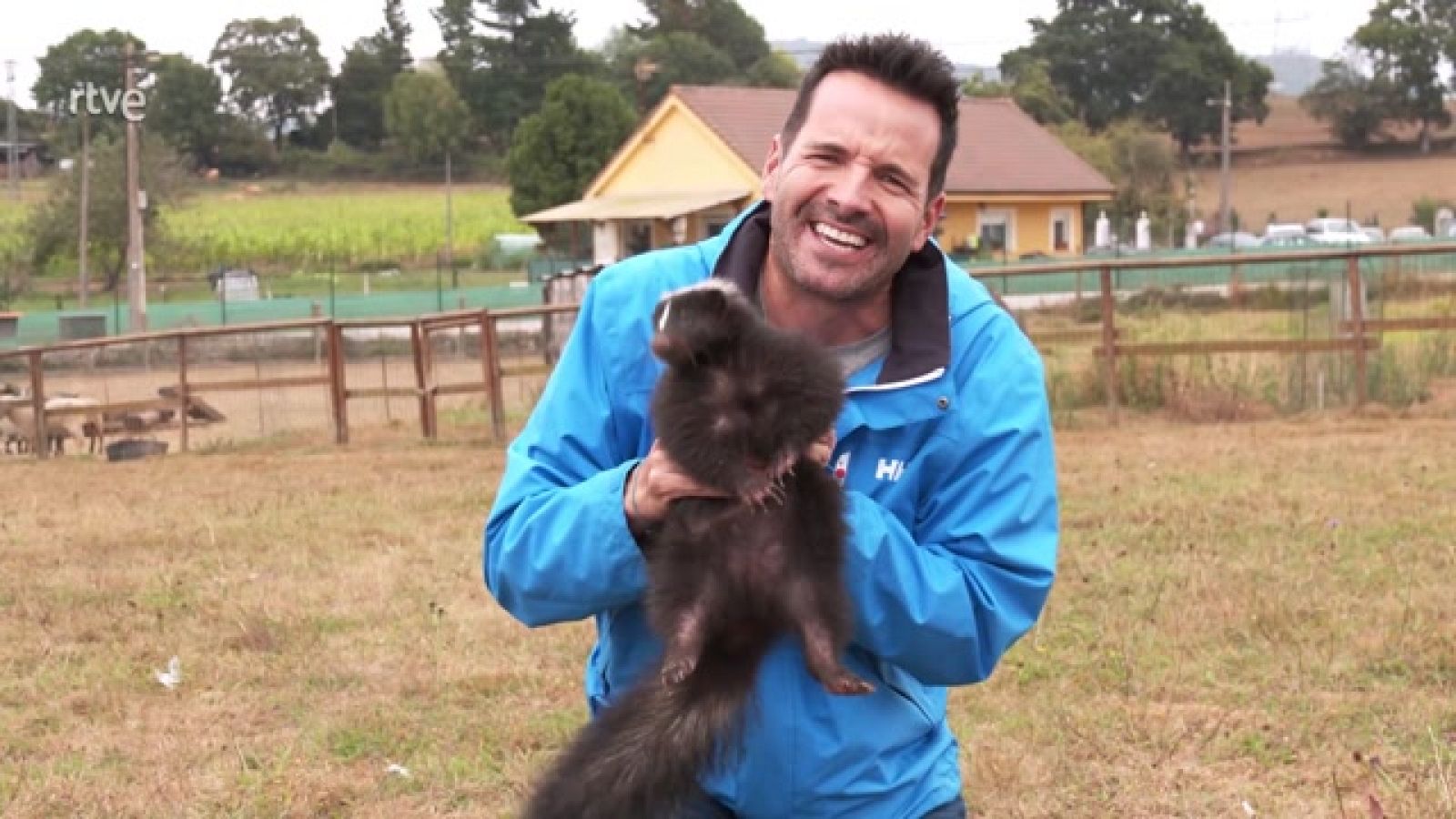 Aquí la Tierra - La mofeta, un animal muy curioso