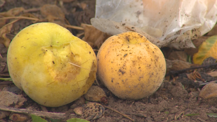 Noticias Aragón - Granizo como bolas de ping-pong destroza la cosecha del melocotón en Calanda