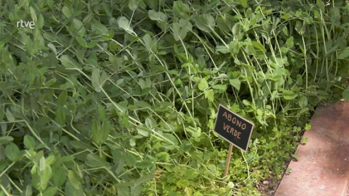 Aquí la Tierra - Abono verde: el truco para no usar pesticidas
