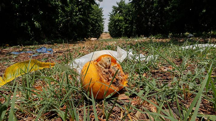 Telediario 2 - Las tormentas y el granizo arruinan los cultivos del bajo Aragón