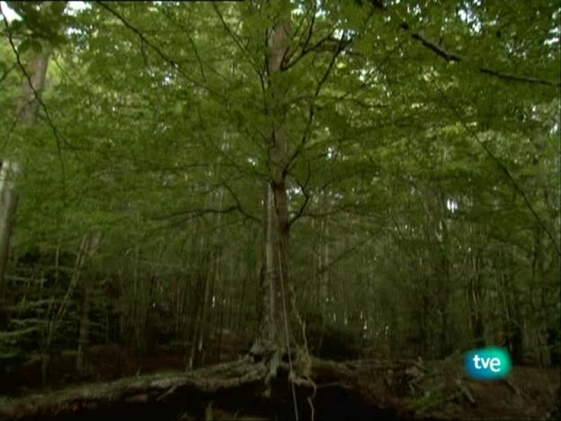 Metrópolis - Descubrimientos PHE 2009 - Metrópolis | Ver