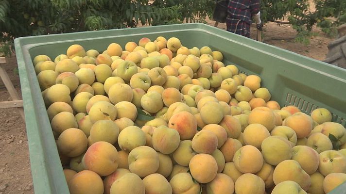 Agrosfera - Agrosfera - 09/07/22