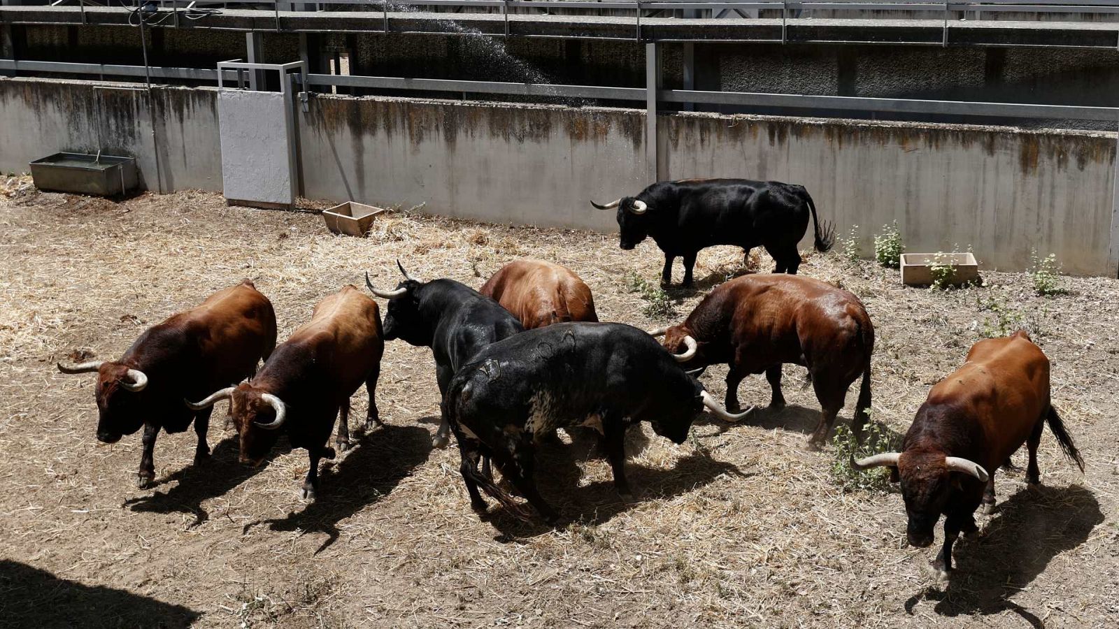 El encierrillo de San Fermín, una tradición centenaria | Ver