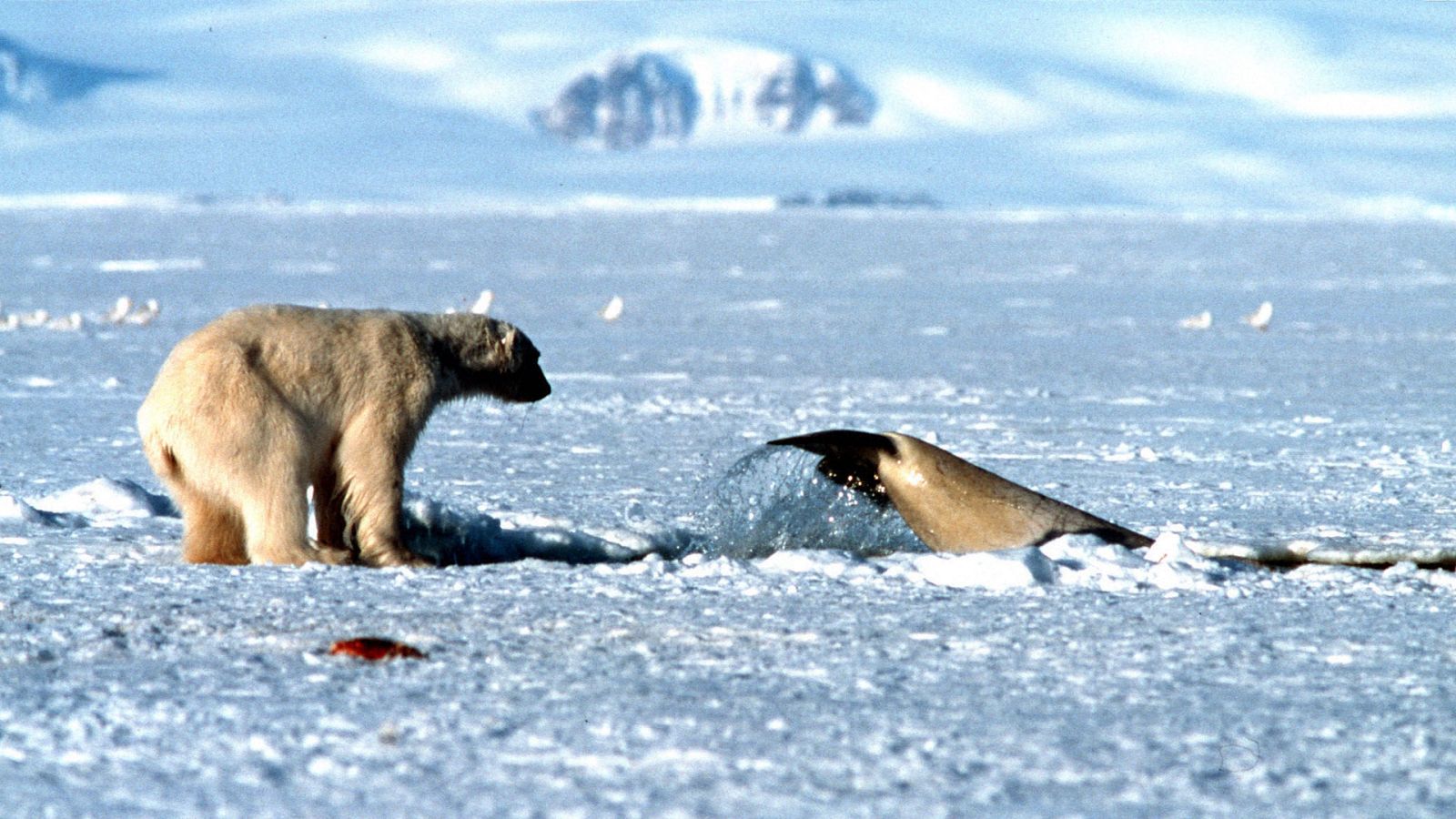Planeta azul - Episodio 4: Mares de hielo - ver ahora