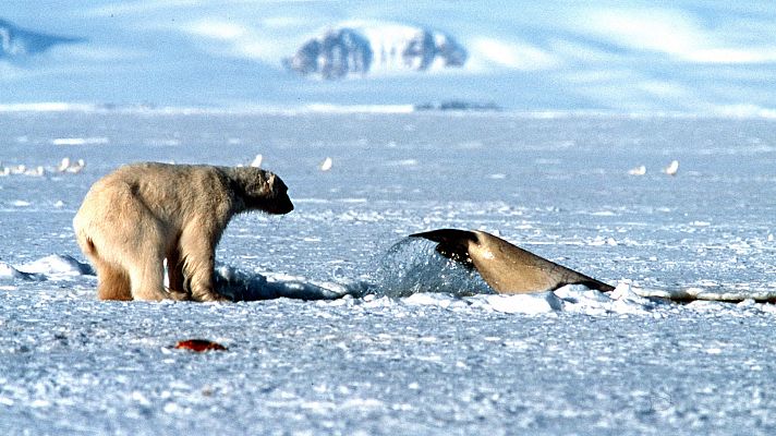Planeta azul - Episodio 4: Mares de hielo