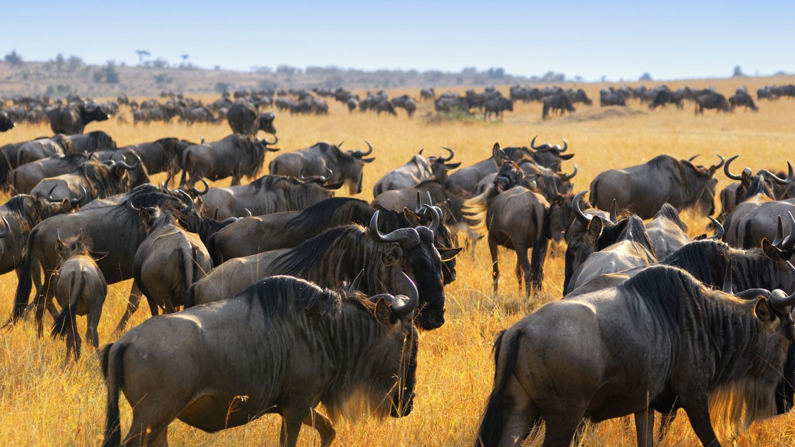 Sobrevivir en la naturaleza - Episodio 1: Las reglas del reino - ver ahora