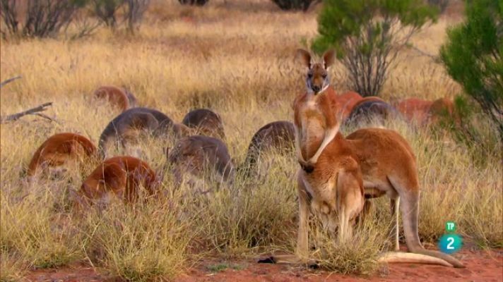 Som Documentals - Simplement animals: Simplement cangurs