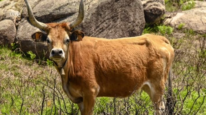 Aquí la Tierra - La vaca cachena, pequeña y fronteriza