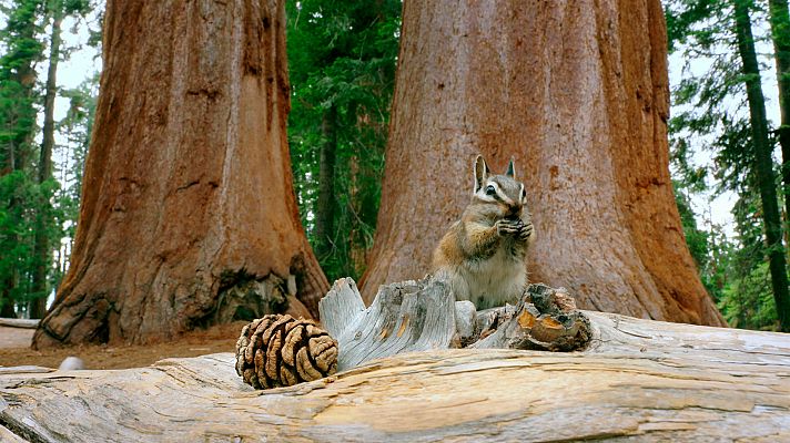 Planeta selva - El bosque de los gigantes. Bosques de California