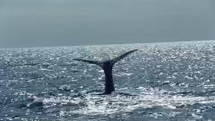 Telecanarias - Prueban tecnología para evitar las colisiones de embarcaciones y cetáceos en Canarias