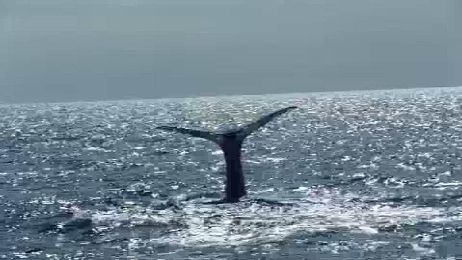 Prueban tecnología para evitar colisiones de embarcaciones y cetáceos en Canarias | Ver