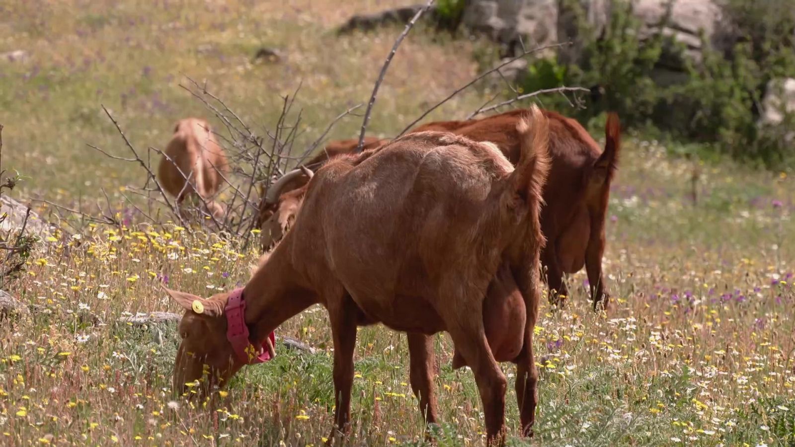 Aquí la Tierra - 13/07/22 - ver ahora
