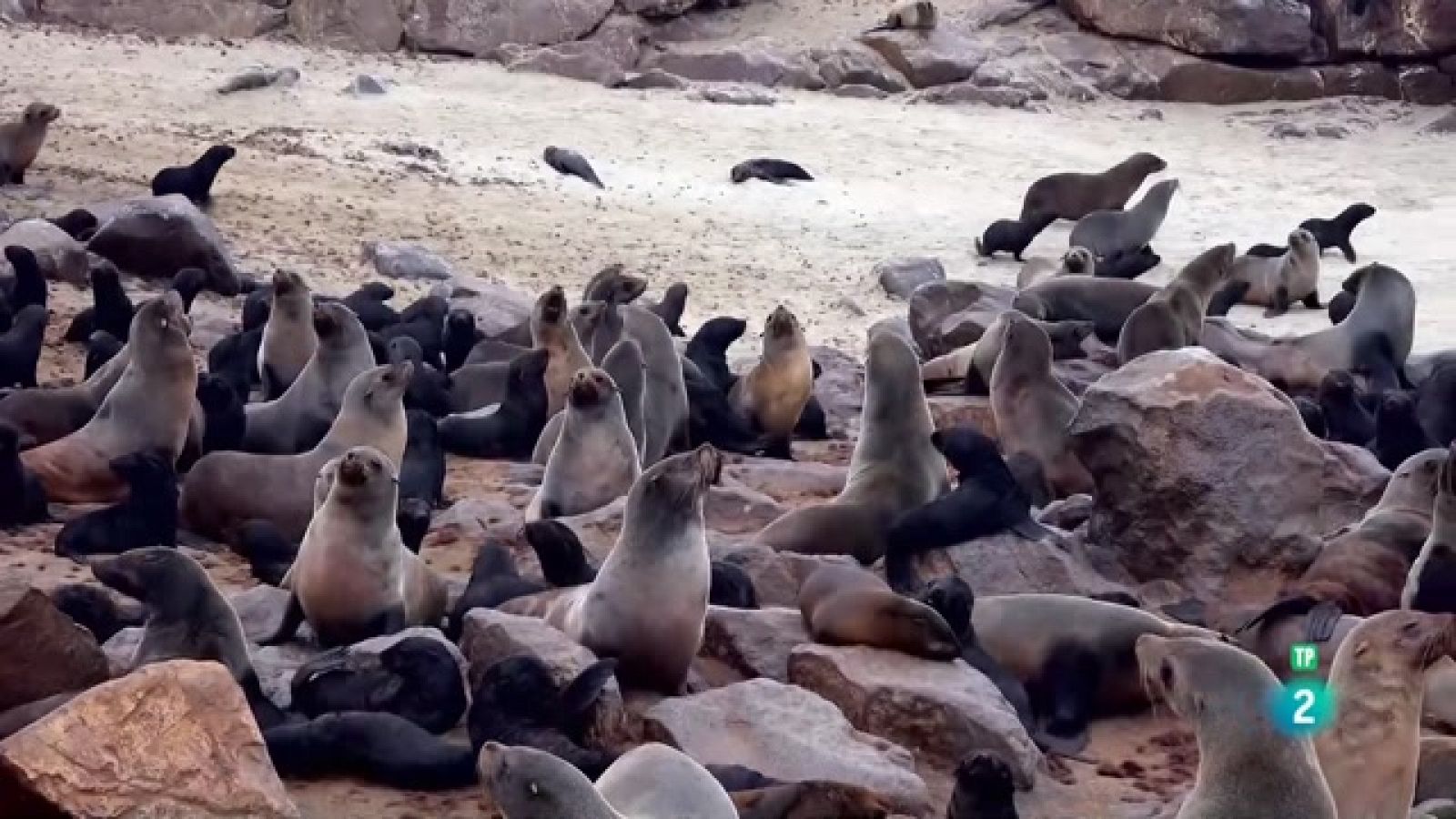 Som Documentals - Simplement animals: simplement mamífers marins