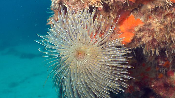 Canarias bajo el mar - La Graciosa