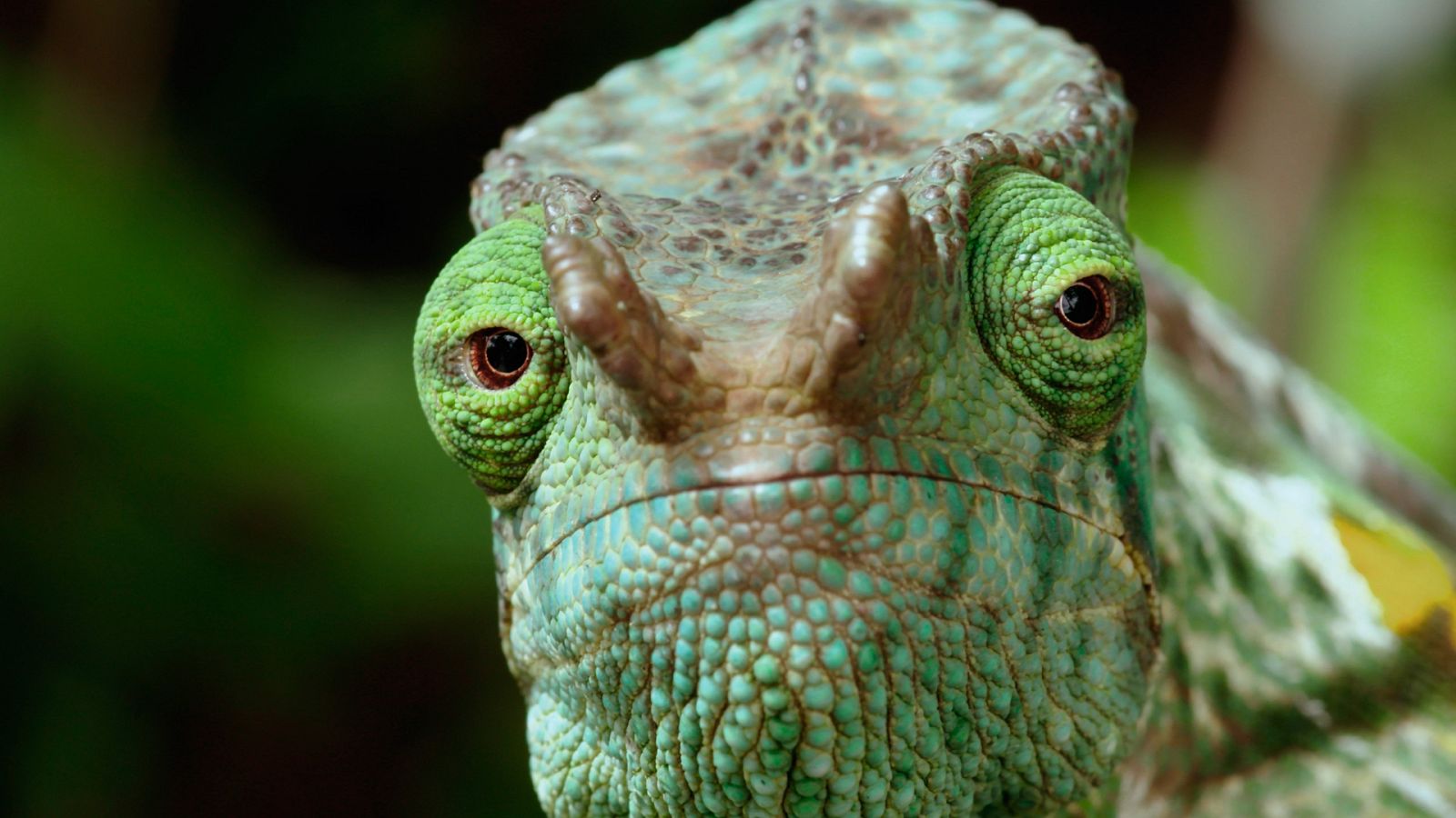 Cazadores salvajes - Wild hunters - Episodio 2: Reptiles - ver ahora