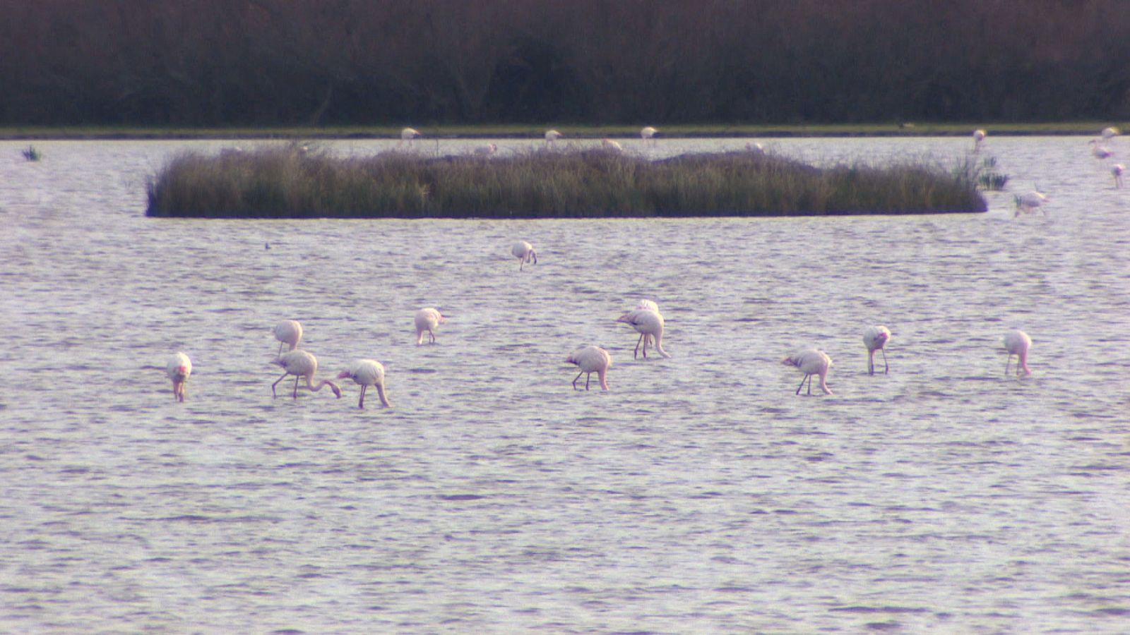 La Comisión amenaza con multas - Ver ahora