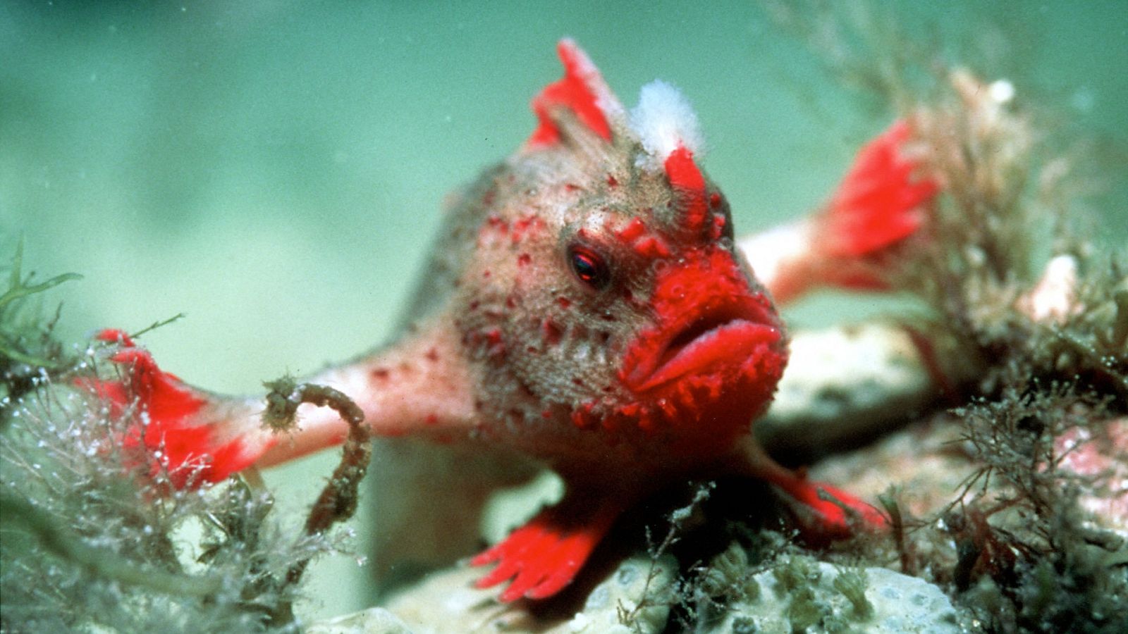 Planeta azul - Episodio 5: Estaciones del mar - ver ahora