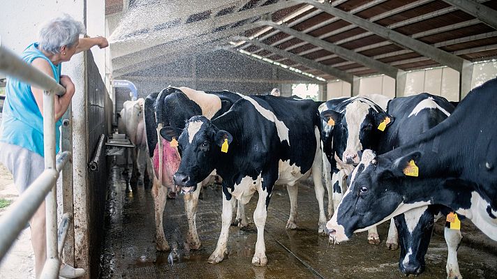 Telediario 1 - El calor reduce la producción y la calidad láctea de las vacas