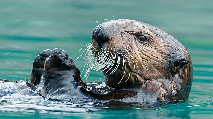 Sobrevivir en la naturaleza - Maniobras defensivas