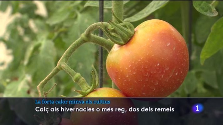 Informatiu Balear - La forta calor minva els cultius