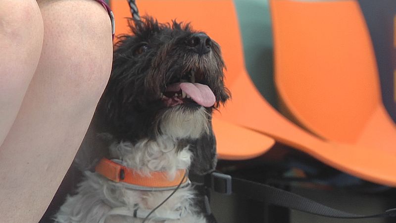 Ola de calor y mascotas