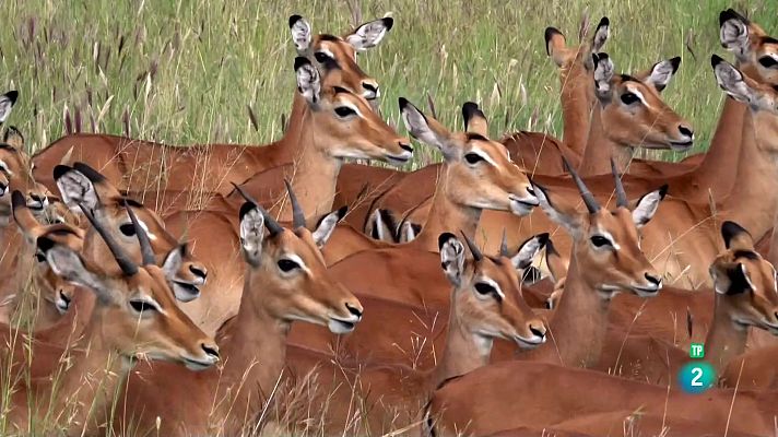 Som Documentals - Simplement animals: Simplement antílops