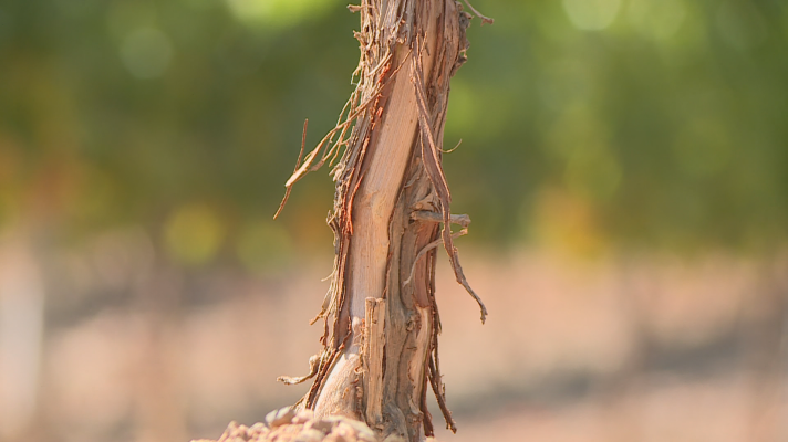  - La superpoblación de conejos está acabando con los cultivos en Aragón
