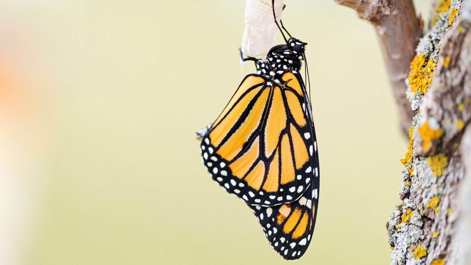 Somos documentales - Transformarse en mariposa - Ver ahora