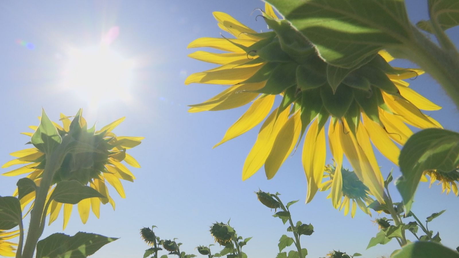 Agrosfera - 23/07/22 - ver ahora