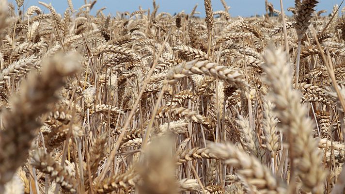 Telediario Fin de Semana - La guerra en Ucrania repercute directamente en millones de consumidores africanos