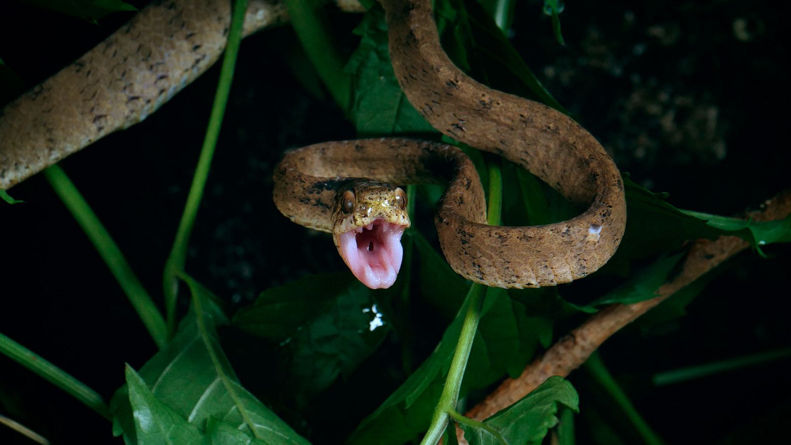 Cazadores salvajes - Wild hunters - Episodio 3: Serpientes - ver ahora