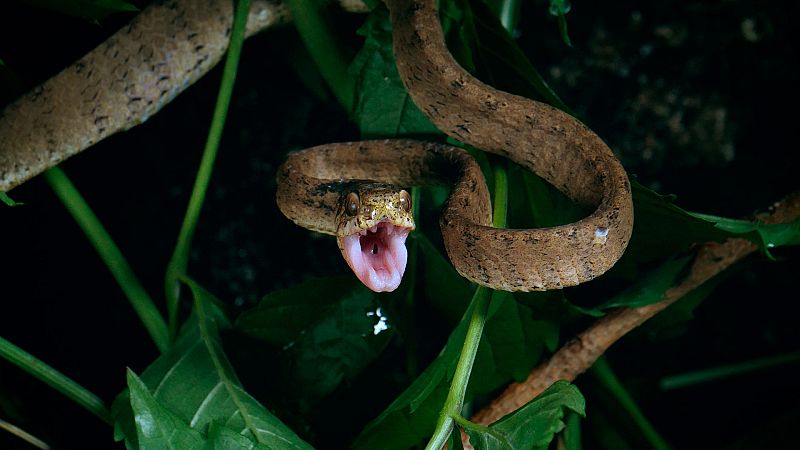 Cazadores salvajes - Wild hunters - Episodio 3: Serpientes - ver ahora