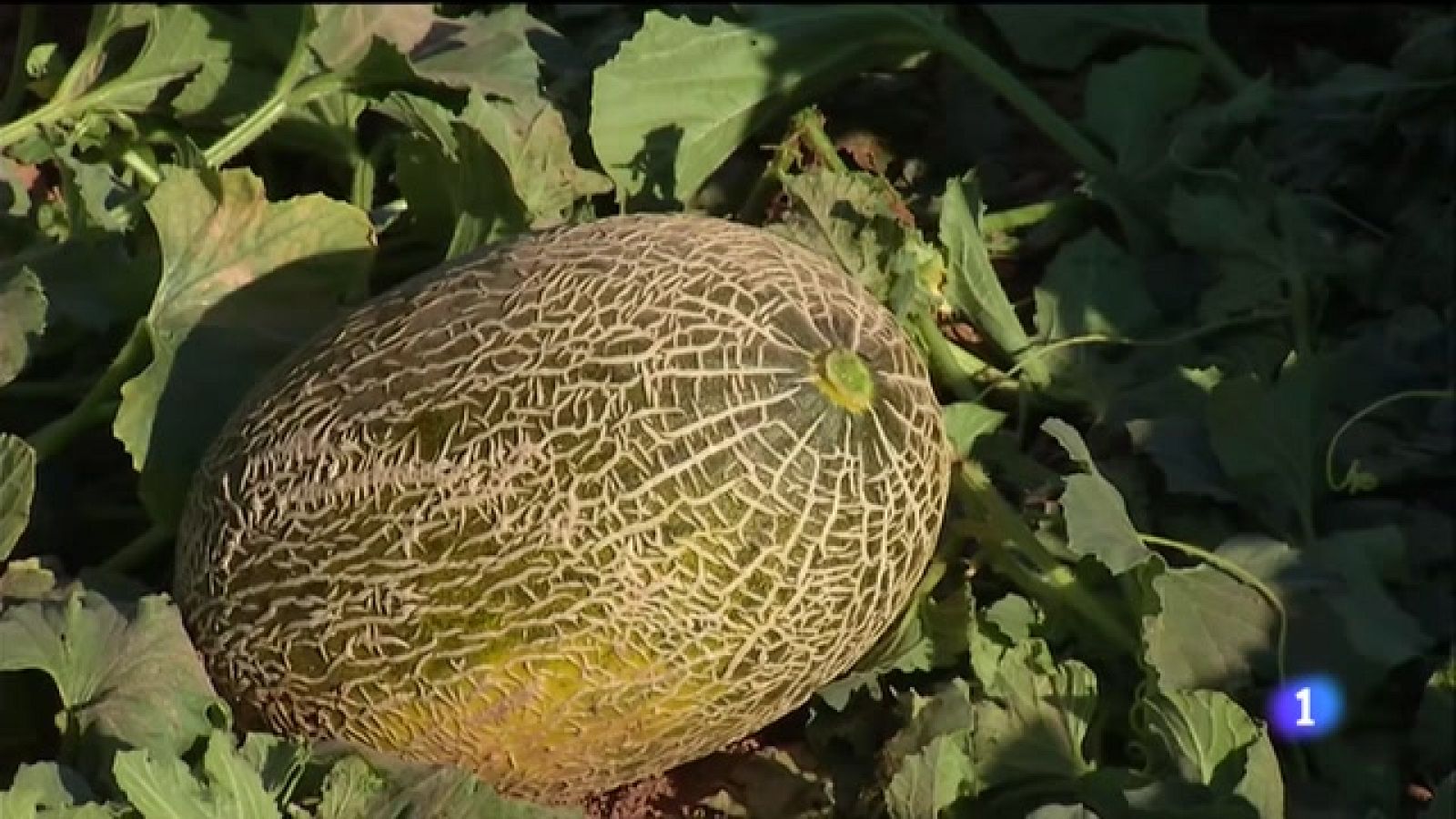 Comienza la campaña de melón y sandía en Castilla-La Mancha | Ver