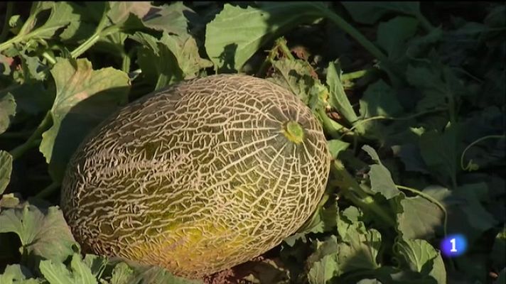  - Comienza la campaña de melón y sandía en Castilla-La Mancha