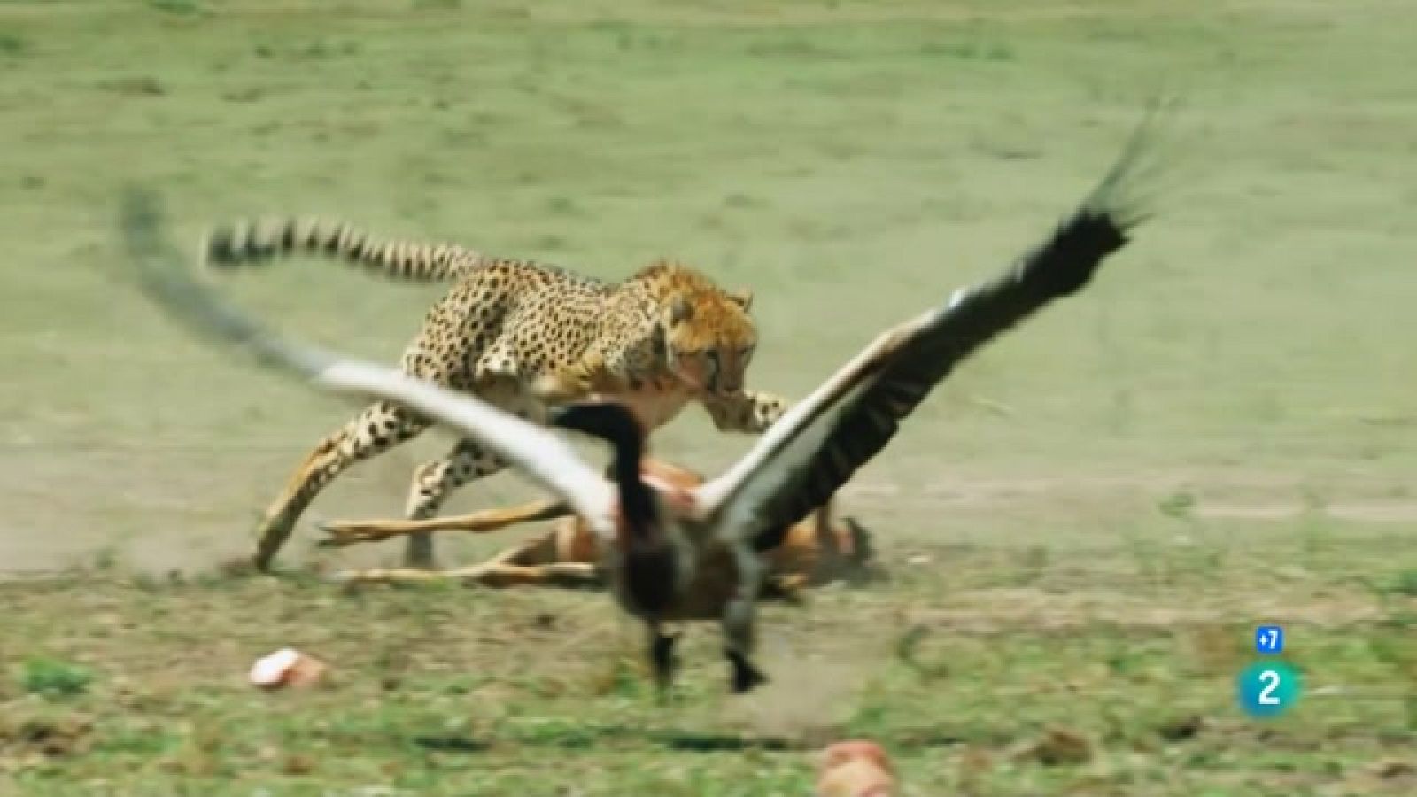 Caçadors salvatges - Wild hunters - Episodi 1: Els atletes de la caça - Veure ara