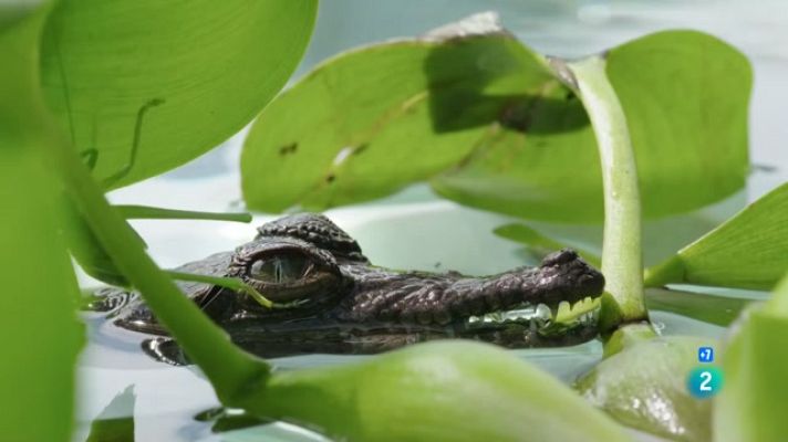 Som Documentals - Caçadors salvatges - Rèptils