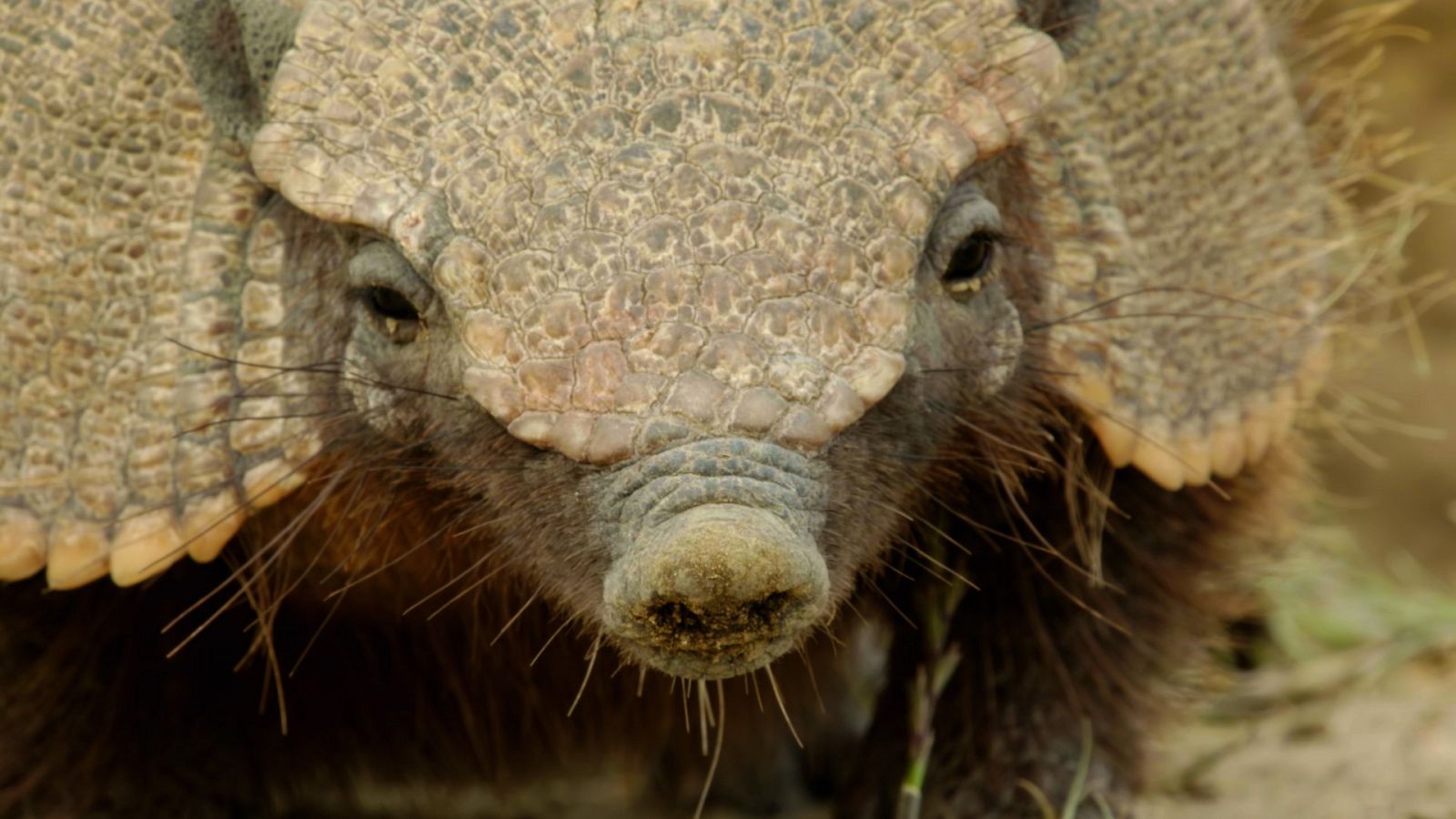 Supervivencia extrema - Episodio 5: Animales con ingenio - ver ahora