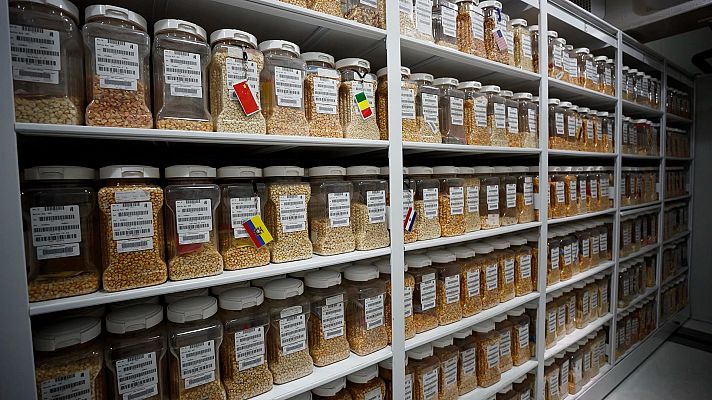 Telediario 1 - Investigadores españoles estudian las semillas de cebada en Marruecos