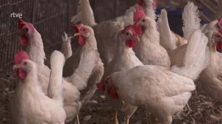 Aquí la Tierra - Las gallinas de los huevos azules