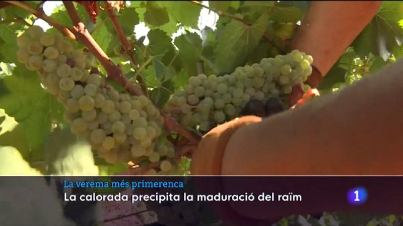 La verema més primerenca - 28/07/2022 - Veure ara
