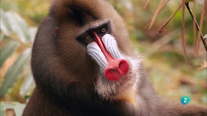 Som Documentals - La batalla dels mandrils alfa