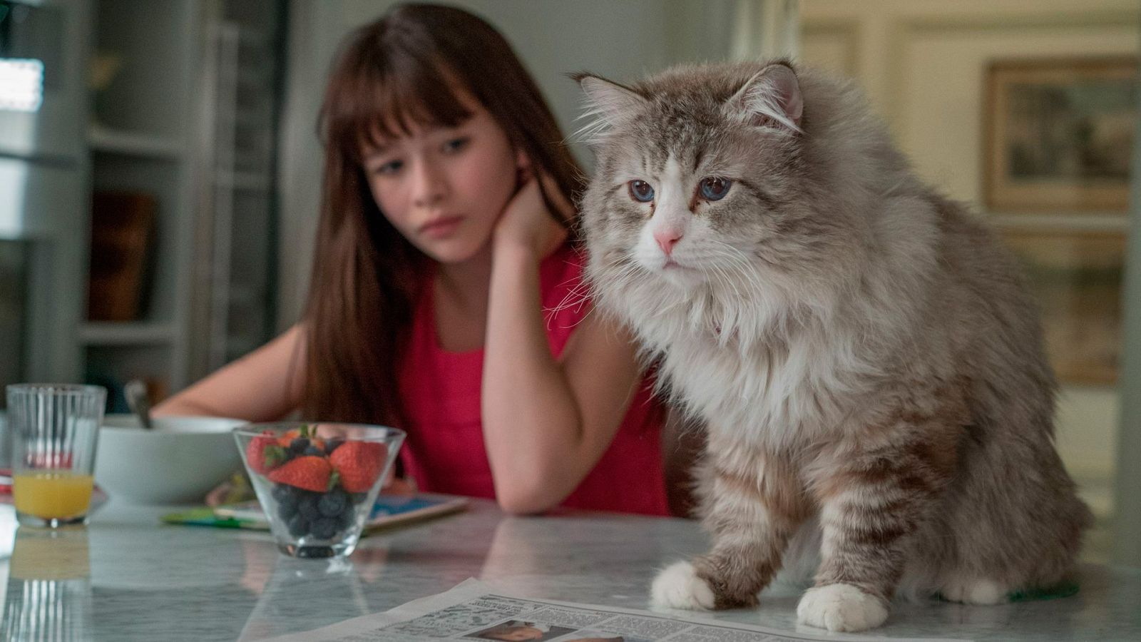 Cine - Siete vidas, este gato es un peligro - Ver ahora